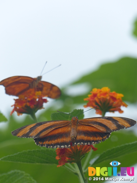 FZ007365 Butterflies